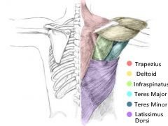 Muscoli della spalla
