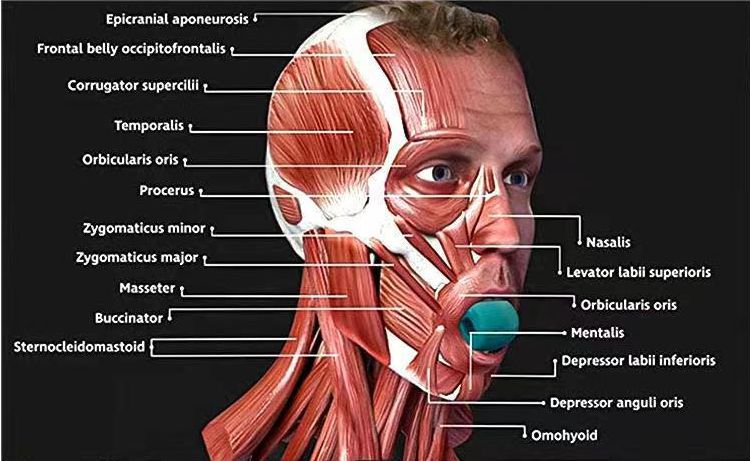 Migliora il produttore di trainer indice-ebraica e scegli noi e scegli noi